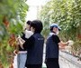 볼보자동차코리아, 발달장애 청년 일터 ‘푸르메소셜팜’서 봉사활동