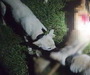 야생동물 잔혹 사냥한 남성 '징역 2년'