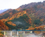 코레일, 태백 청정고원 관광열차 운행