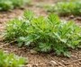 봄나물 믿고 먹었다가…납·카드뮴 검출에 ‘비상’