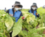 KT&G, 충남 아산시 농가 돕기 위해 임직원 수확 봉사활동
