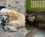 산불 속 반려동물 피해 '제도 보완 시급'