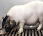 세계 첫 돼지 간 이식 '담즘 기능 입증'